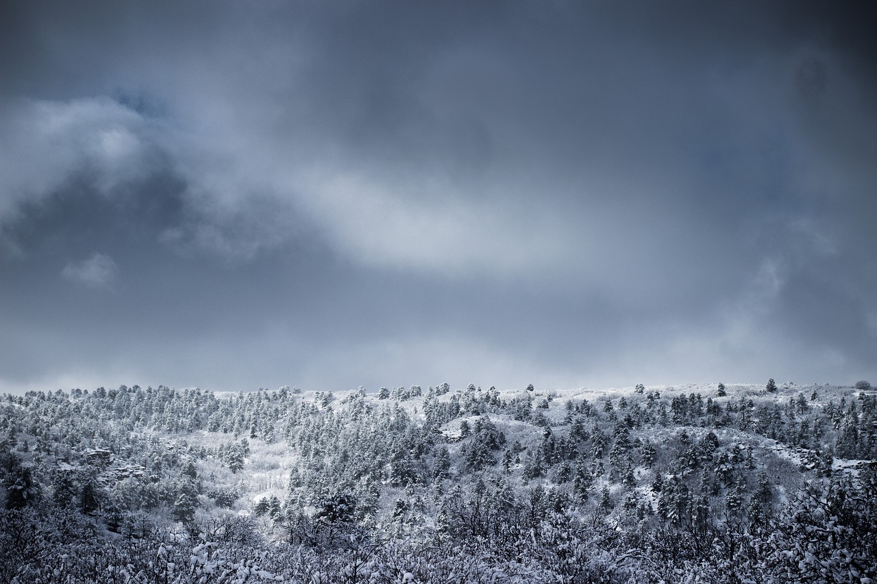 cold forest landscape free photo