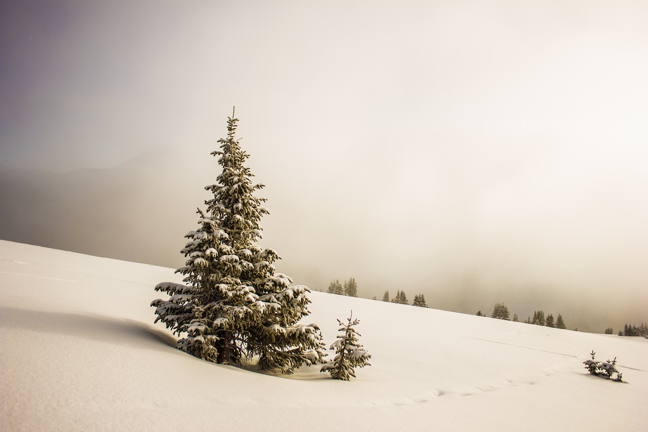 cold snow trees free photo