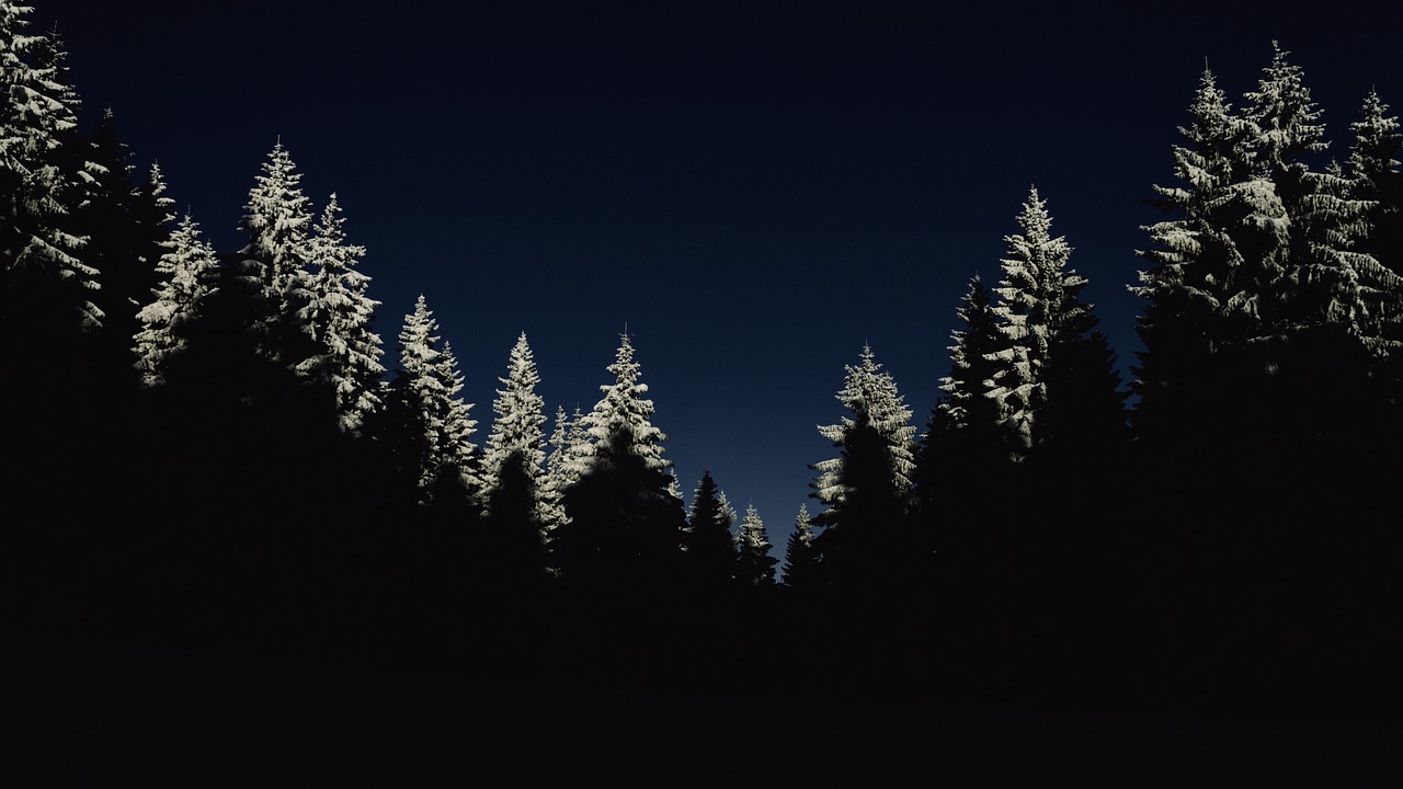 cold dark forest free photo