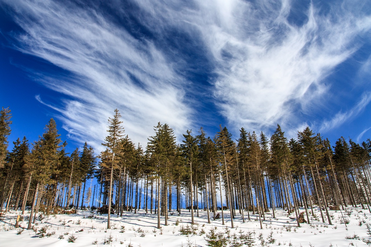 cold forest landscape free photo