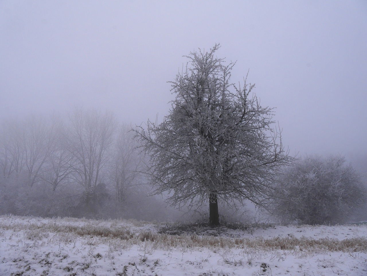 cold tree only free photo