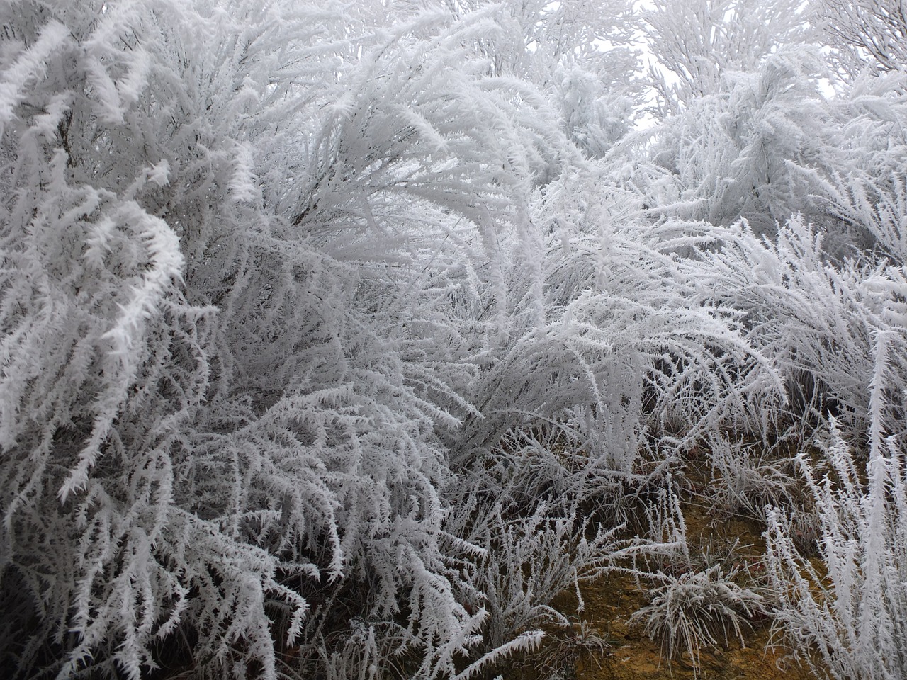 cold frost jelly free photo