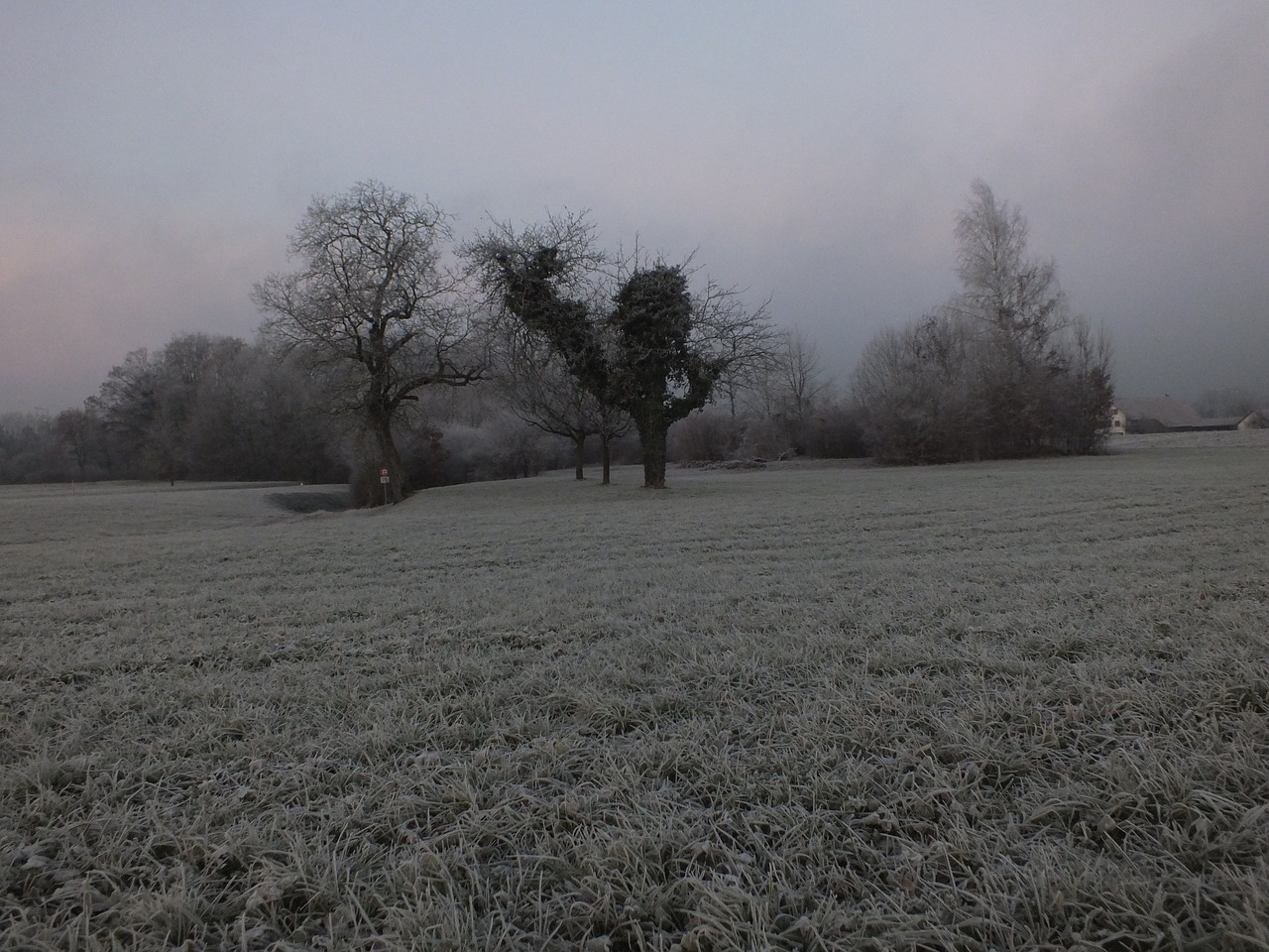 cold tree fog free photo