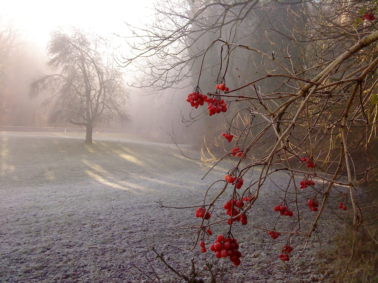 cold the fog autumn free photo