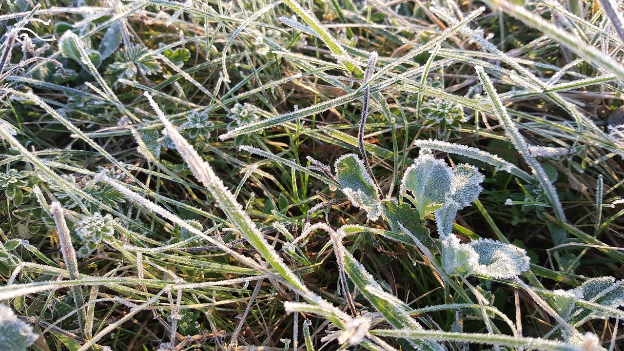 cold green grass free photo