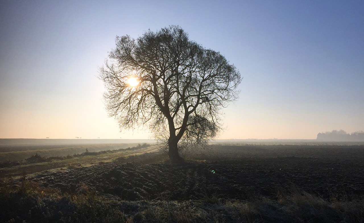 cold morning fens free photo
