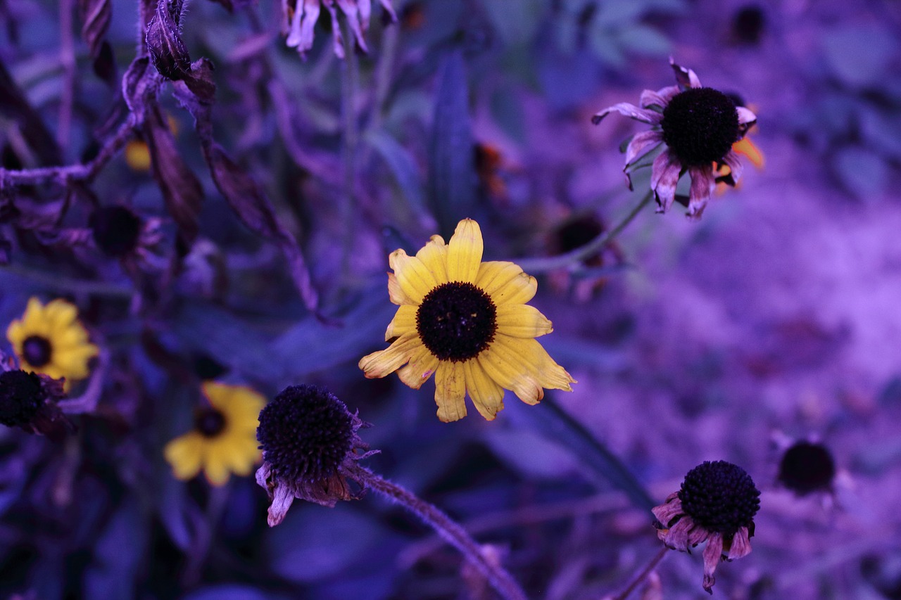 cold  autumn  frost free photo