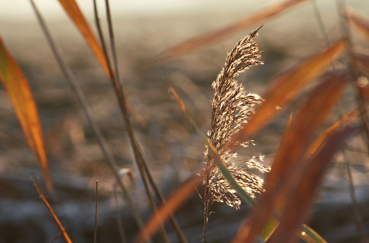 cold  morning  gold free photo