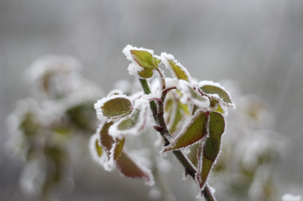 cold  frost  winter free photo