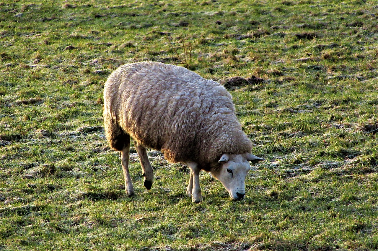 cold  sheep  wool free photo