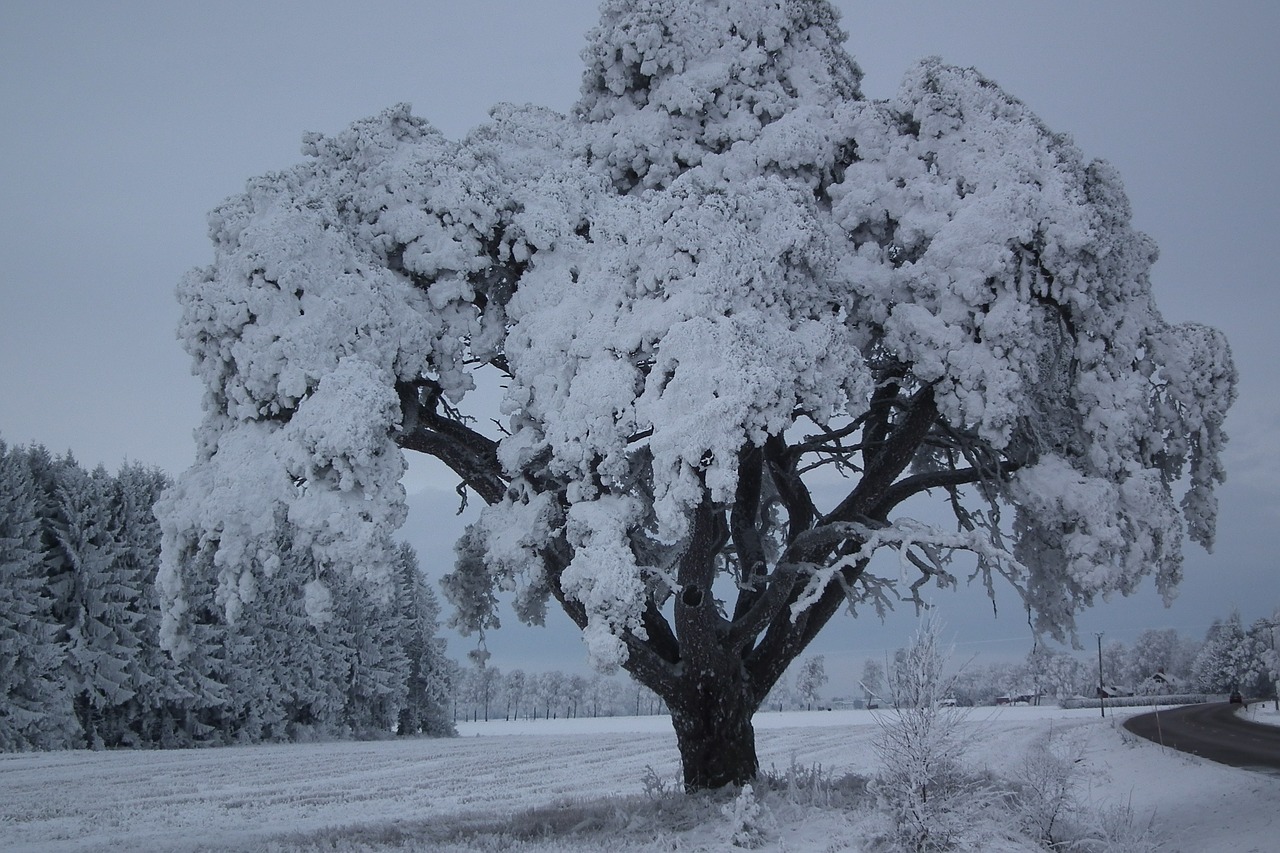 cold tree winter free photo