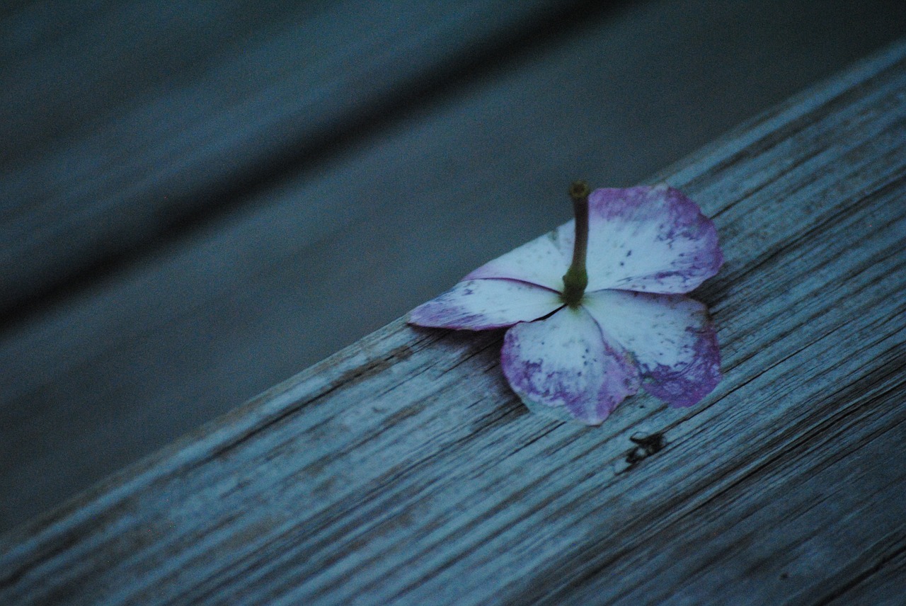 cold flower nature free photo