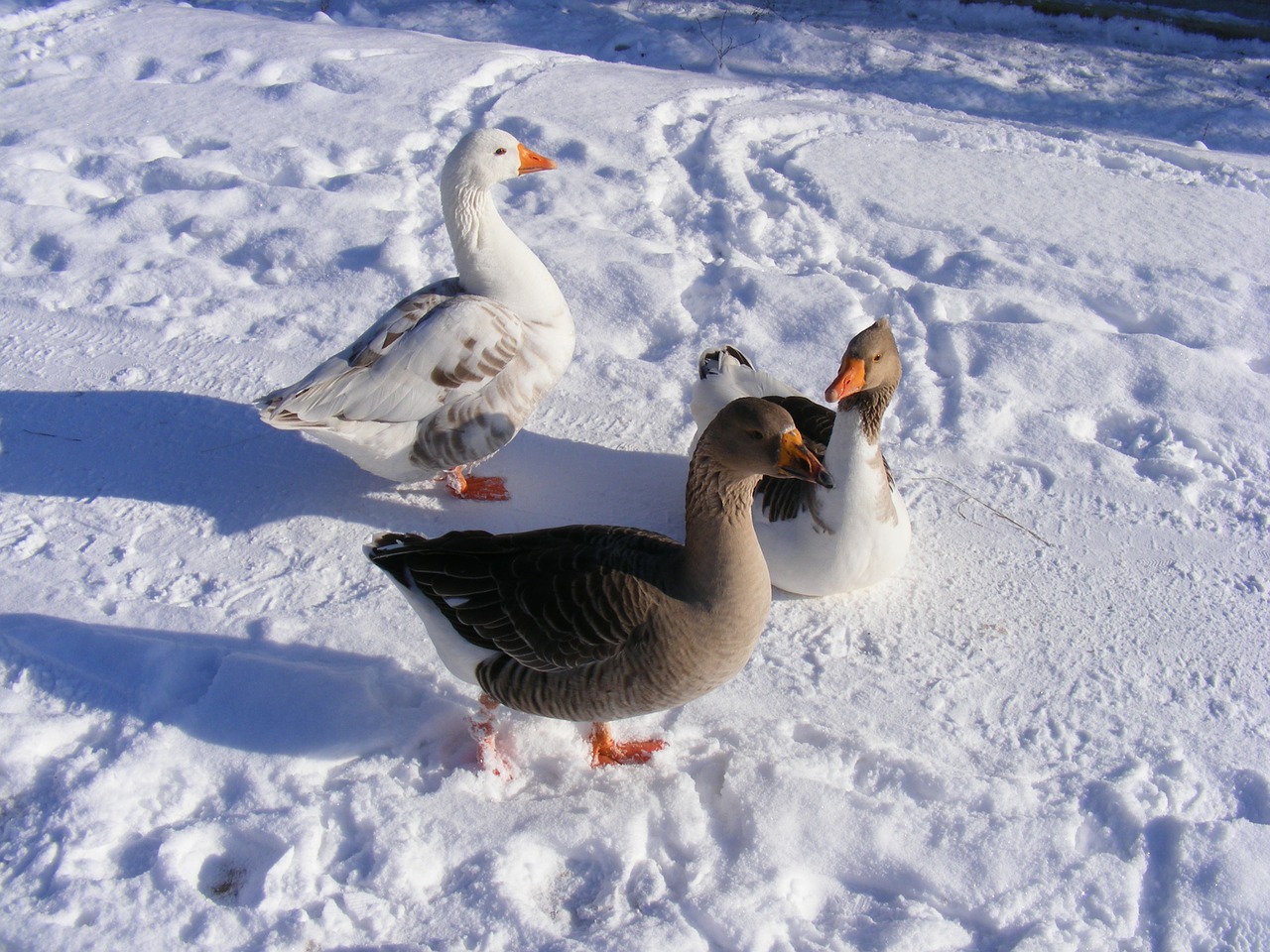 cold country geese free photo