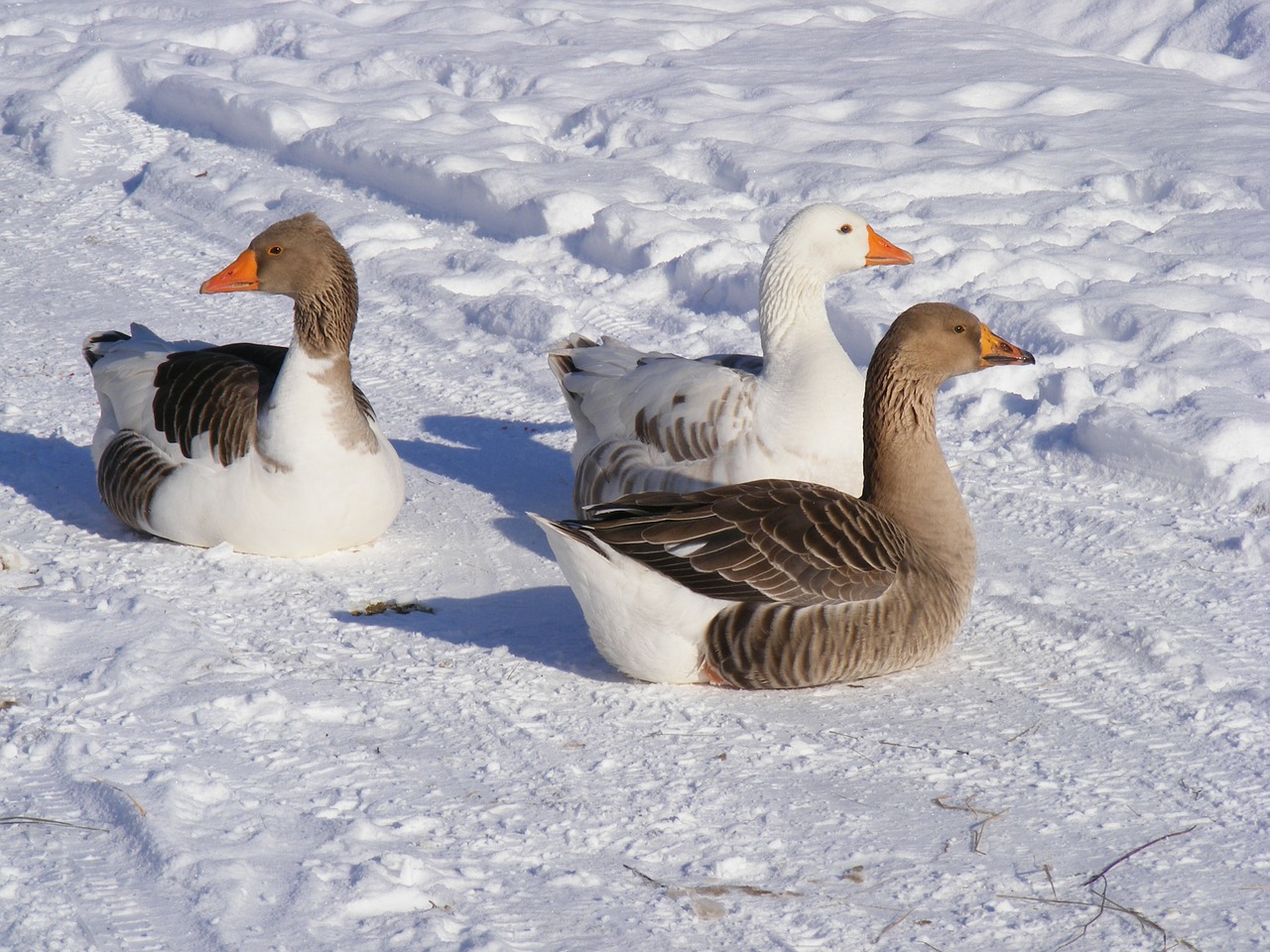 cold country geese free photo