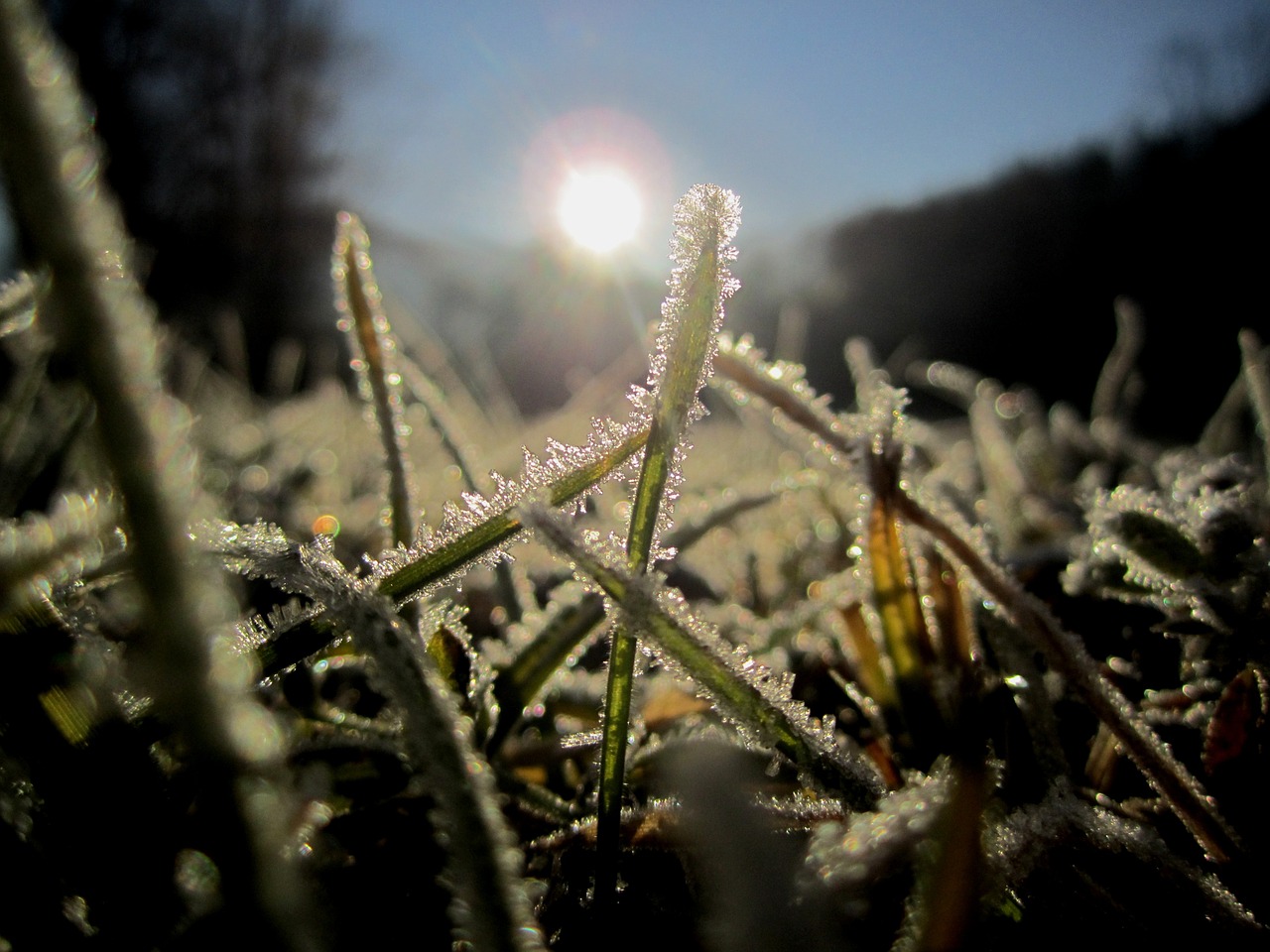 cold frosty ripe free photo