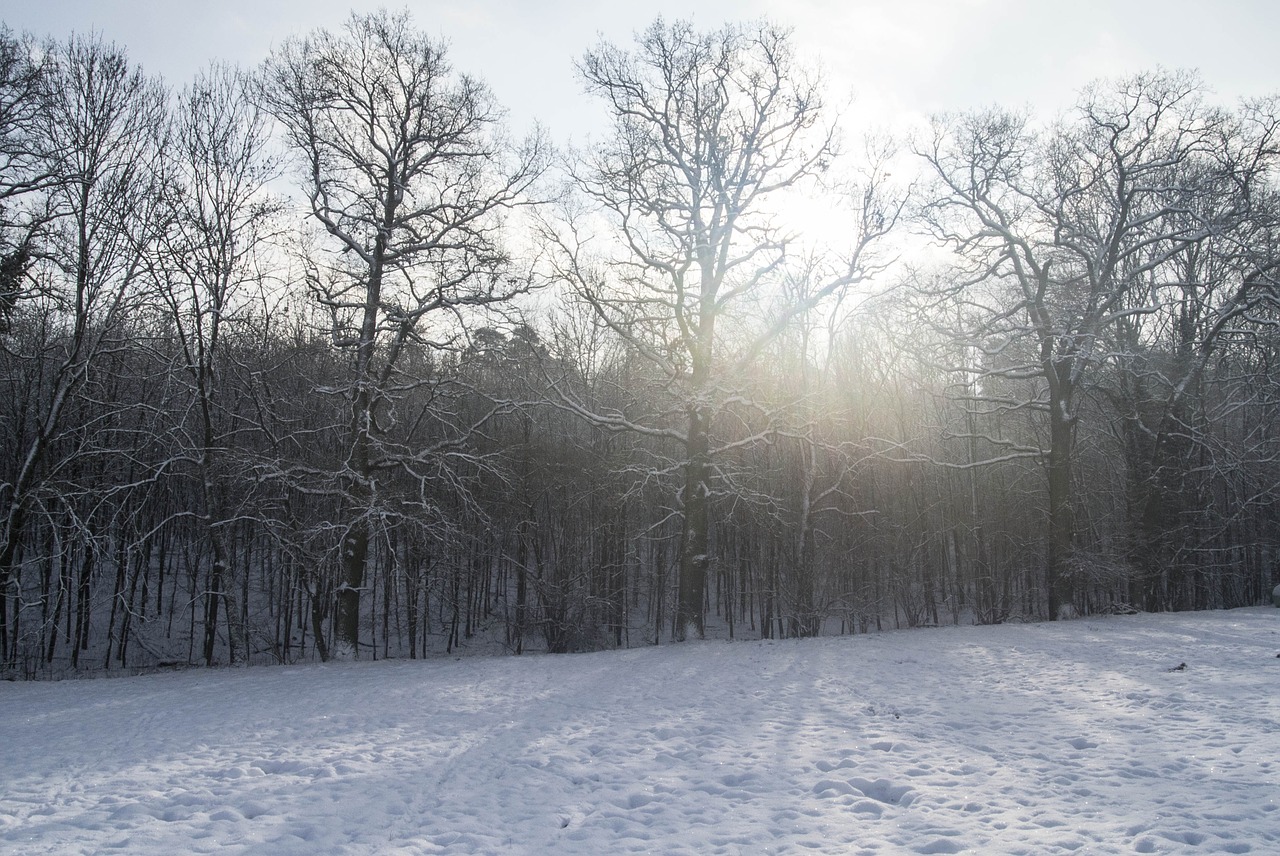 cold winter landscape snow free photo