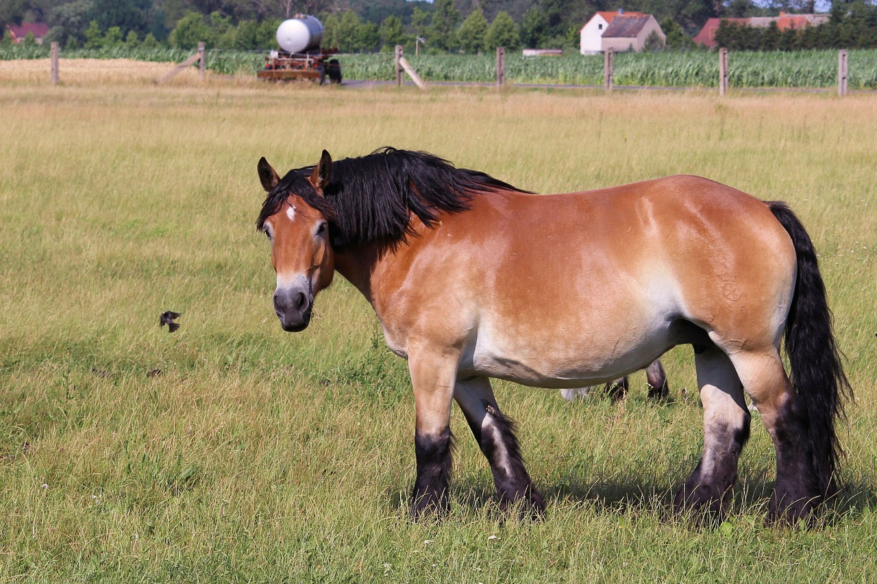 cold blooded animals horse kaltblut free photo