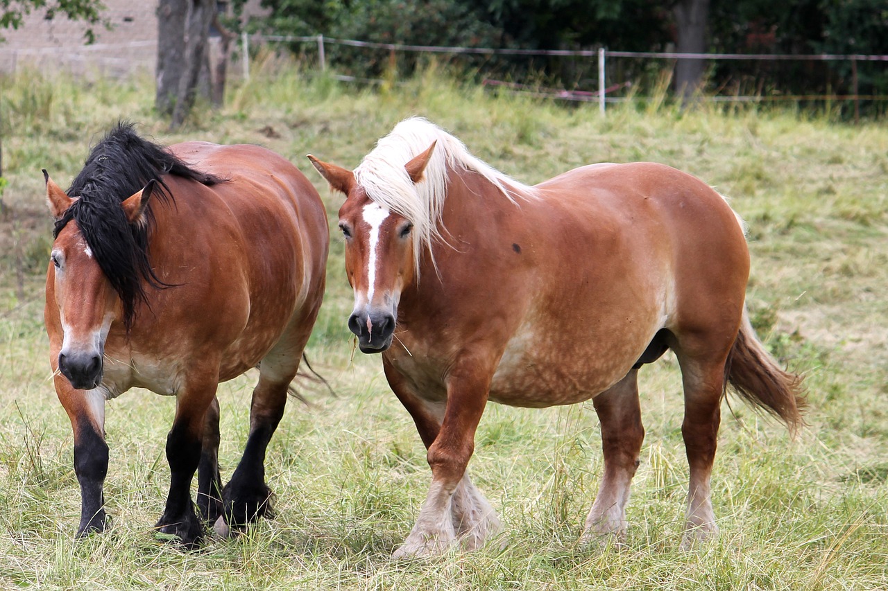 cold blooded animals horses year free photo