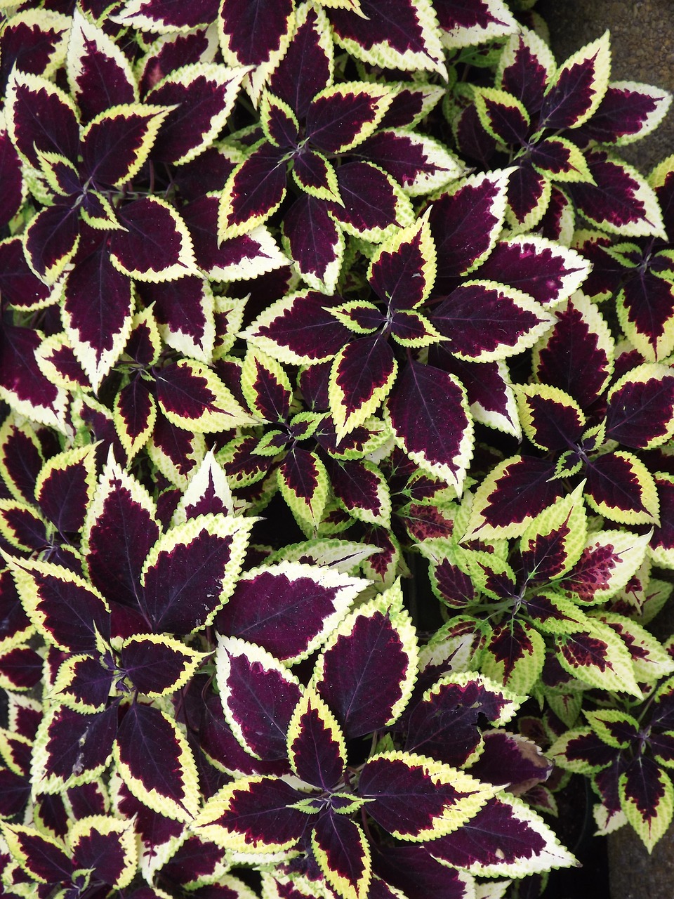 coleus  plant  leaves free photo