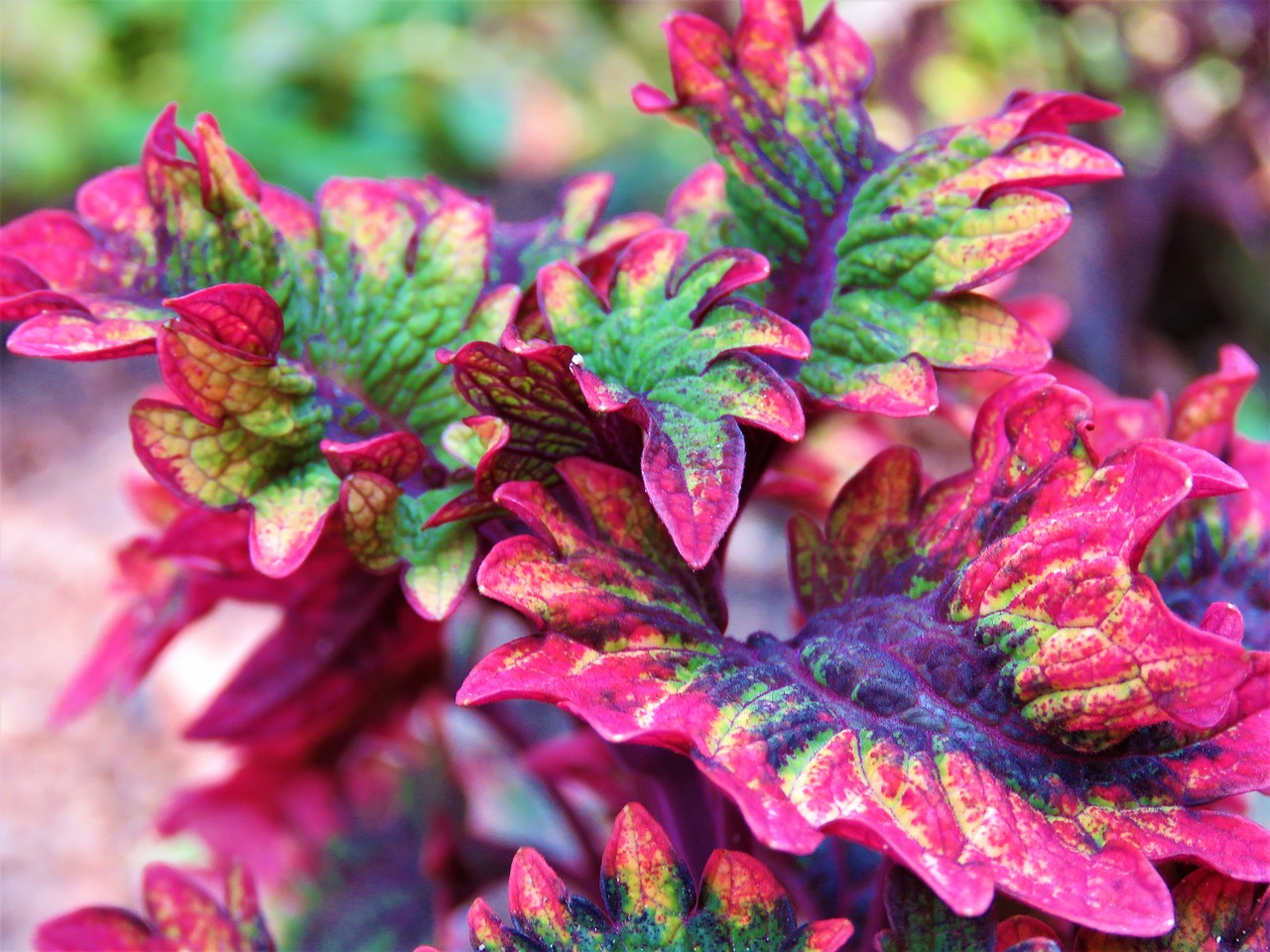 coleus  plant  leaves free photo