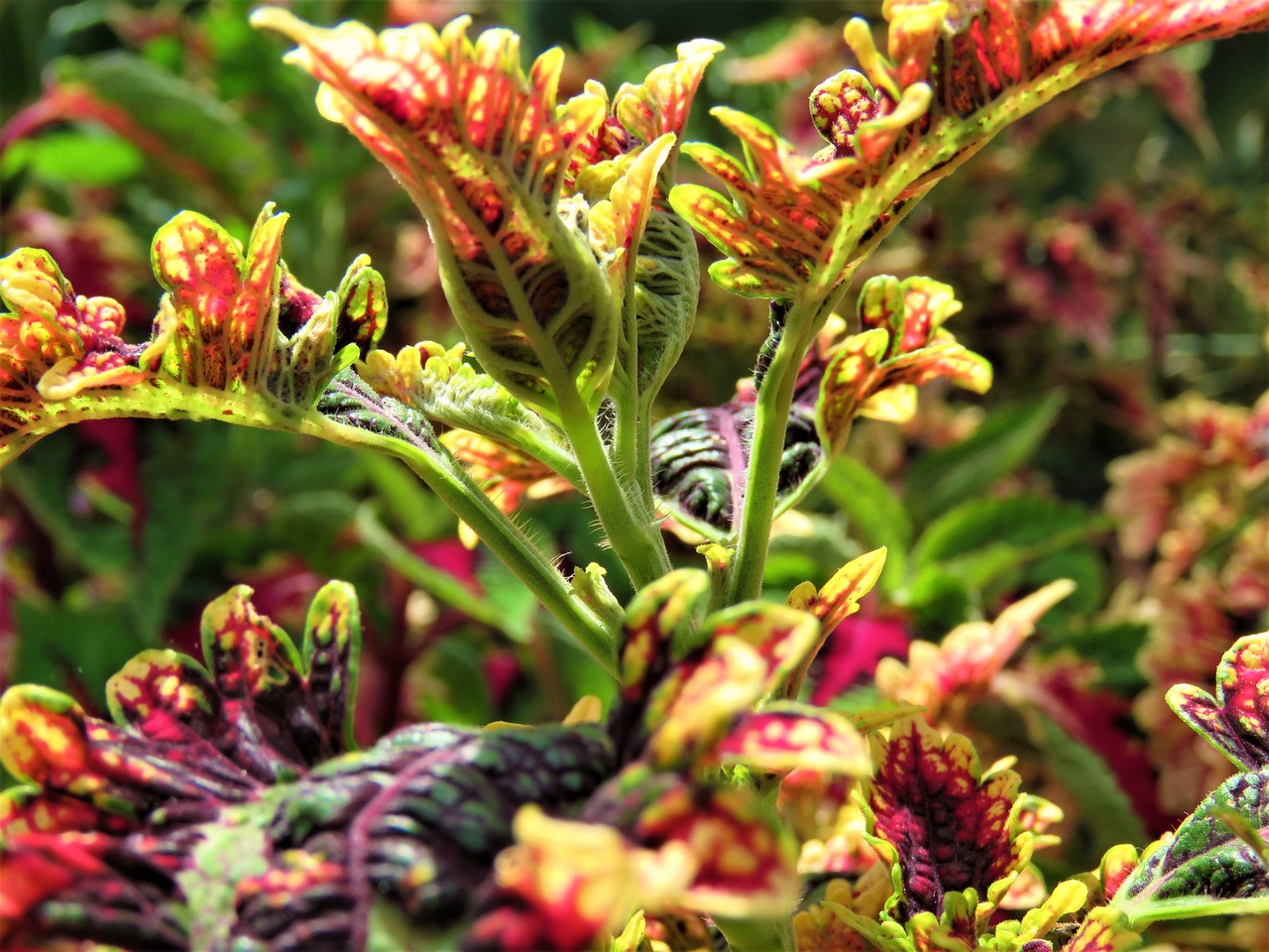 coleus  plant  garden free photo