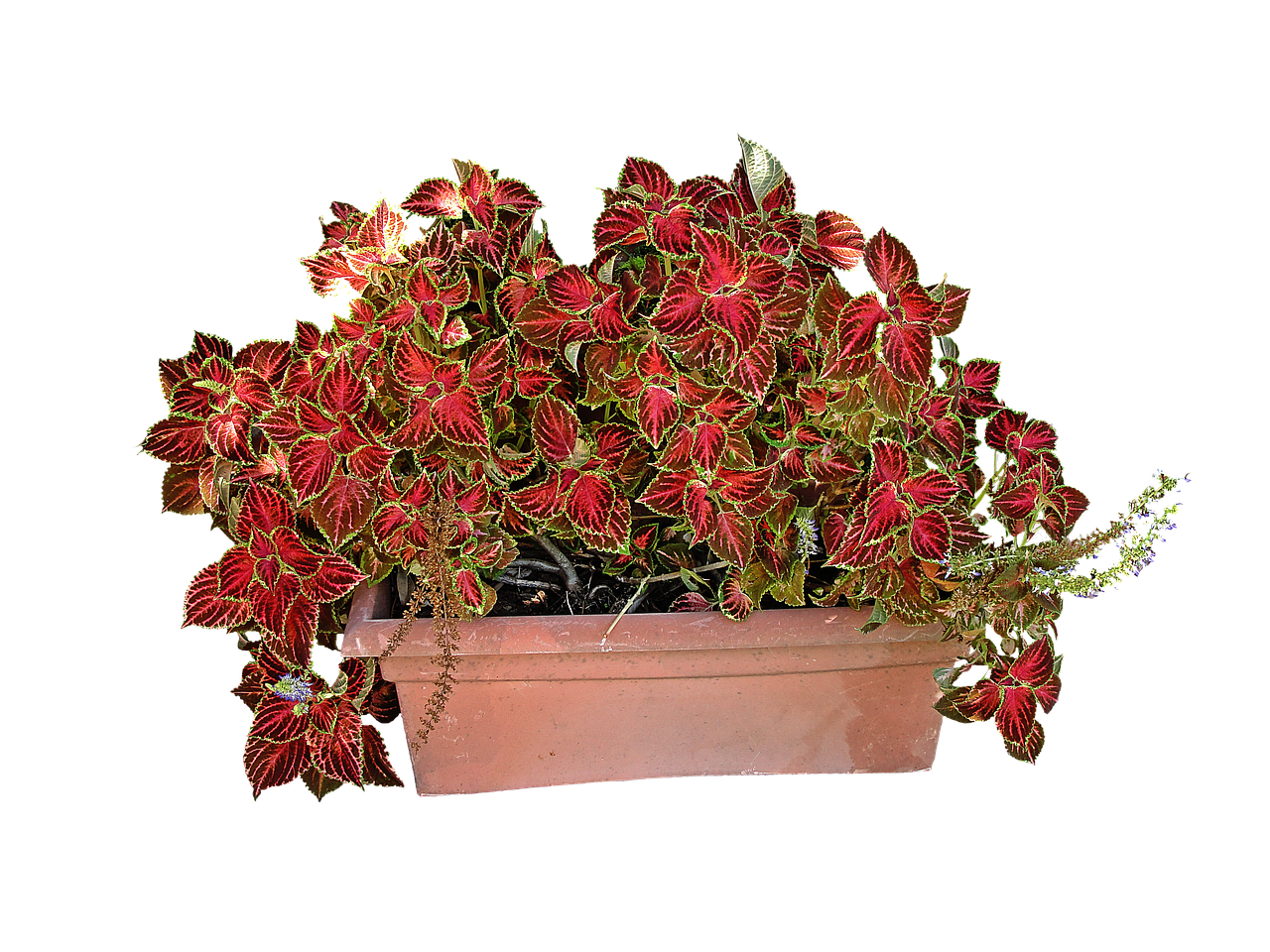 coleus plant red cloak free photo