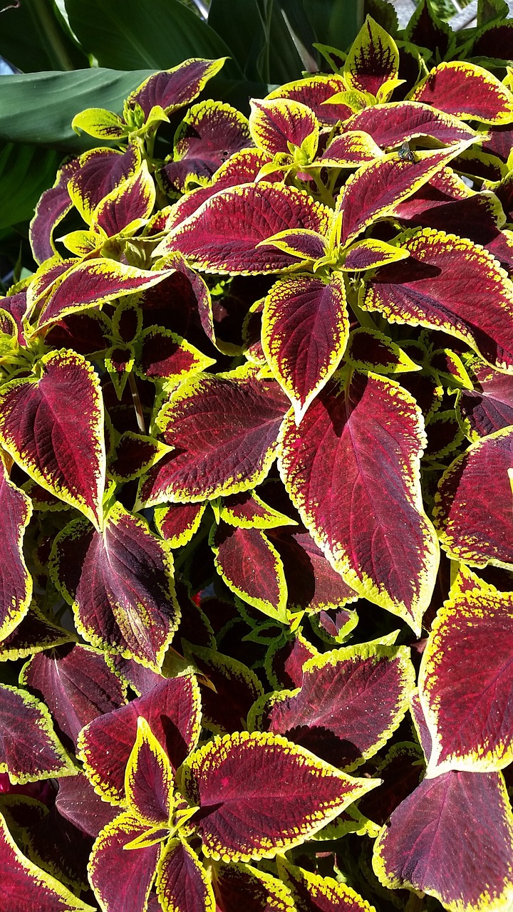 coleus plant red and yellow leaves free photo