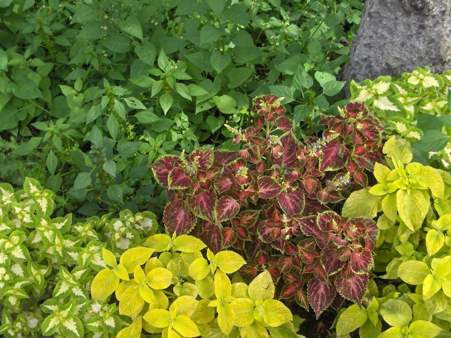 plants foliage multicolored free photo