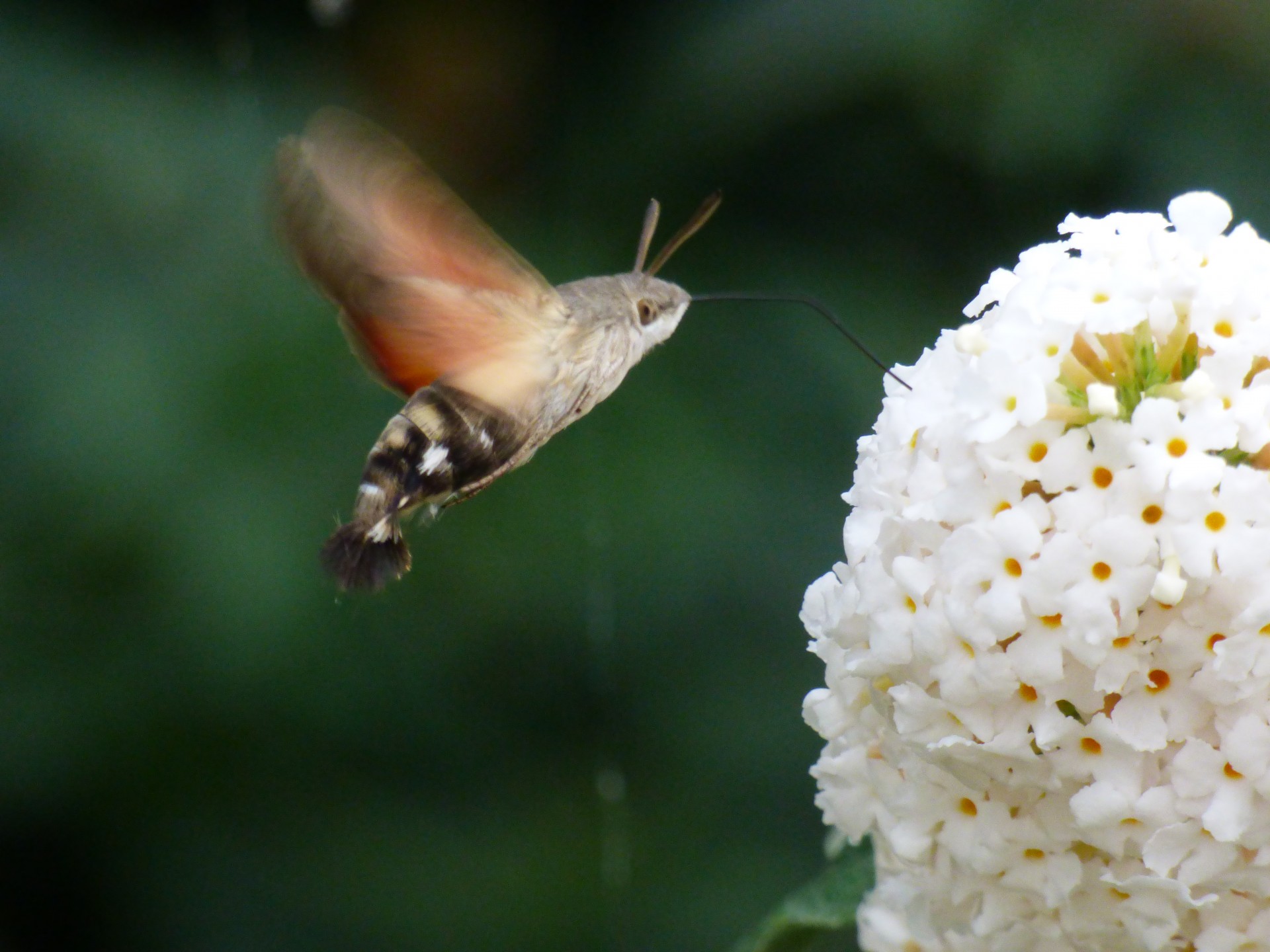 hummingbird sphinx insect free photo