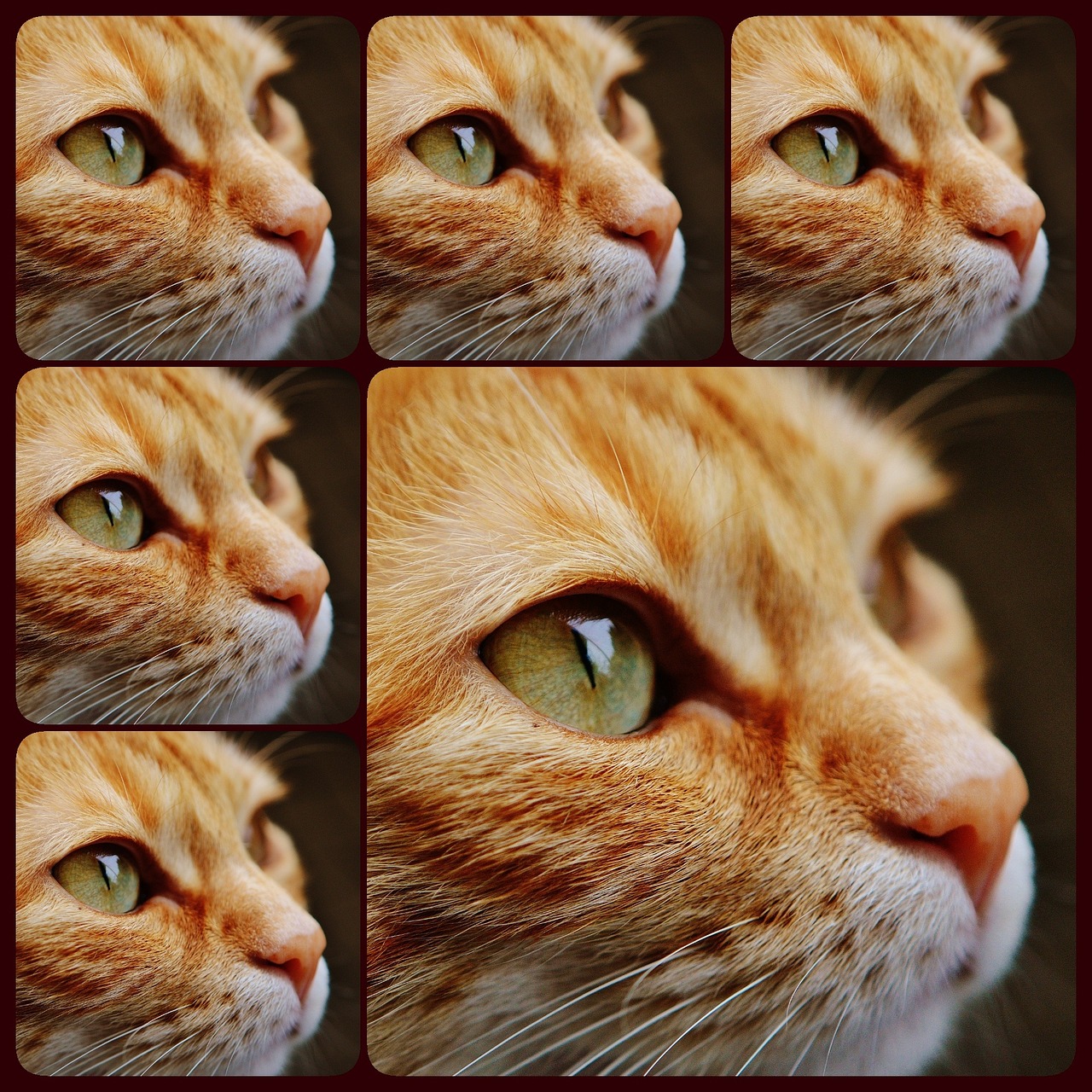 collage cat face free photo