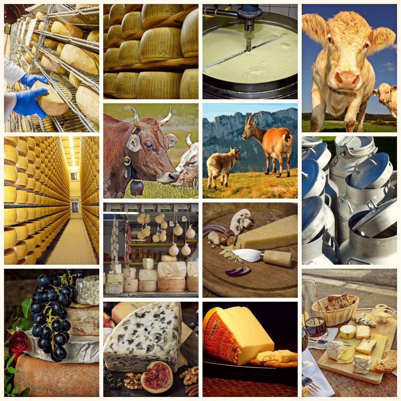 collage cheese milk product free photo