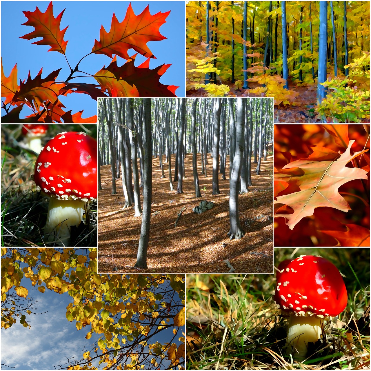 collage autumn colors free photo