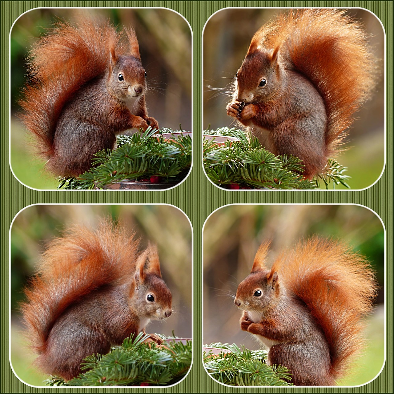 collage animal squirrel free photo