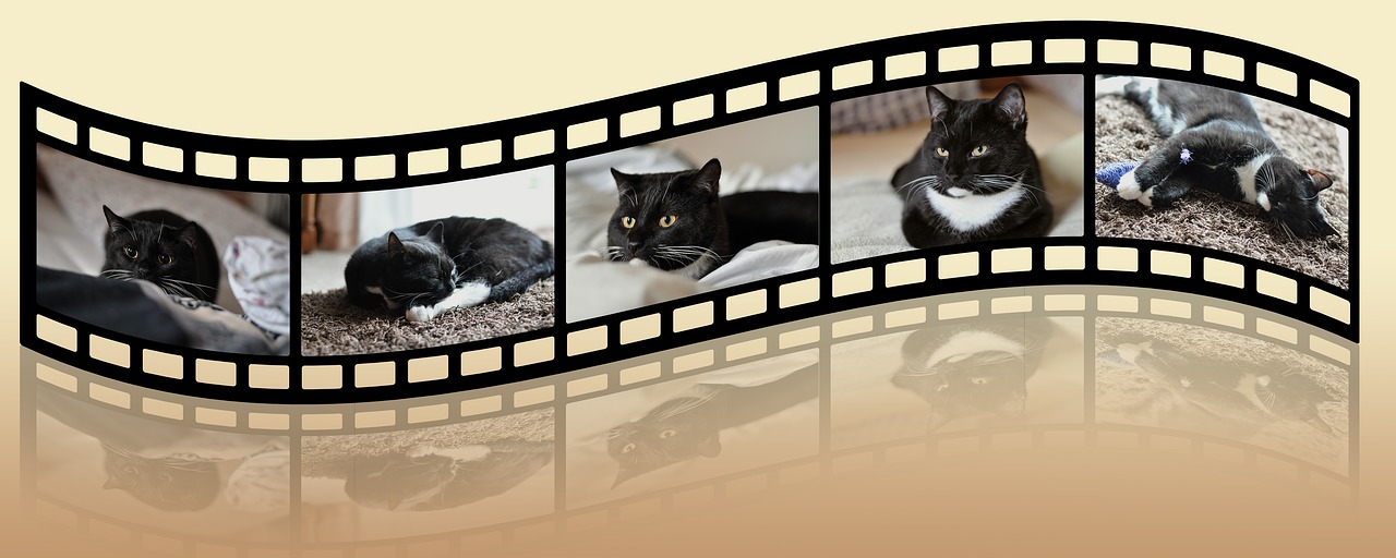 collage cat black and white free photo