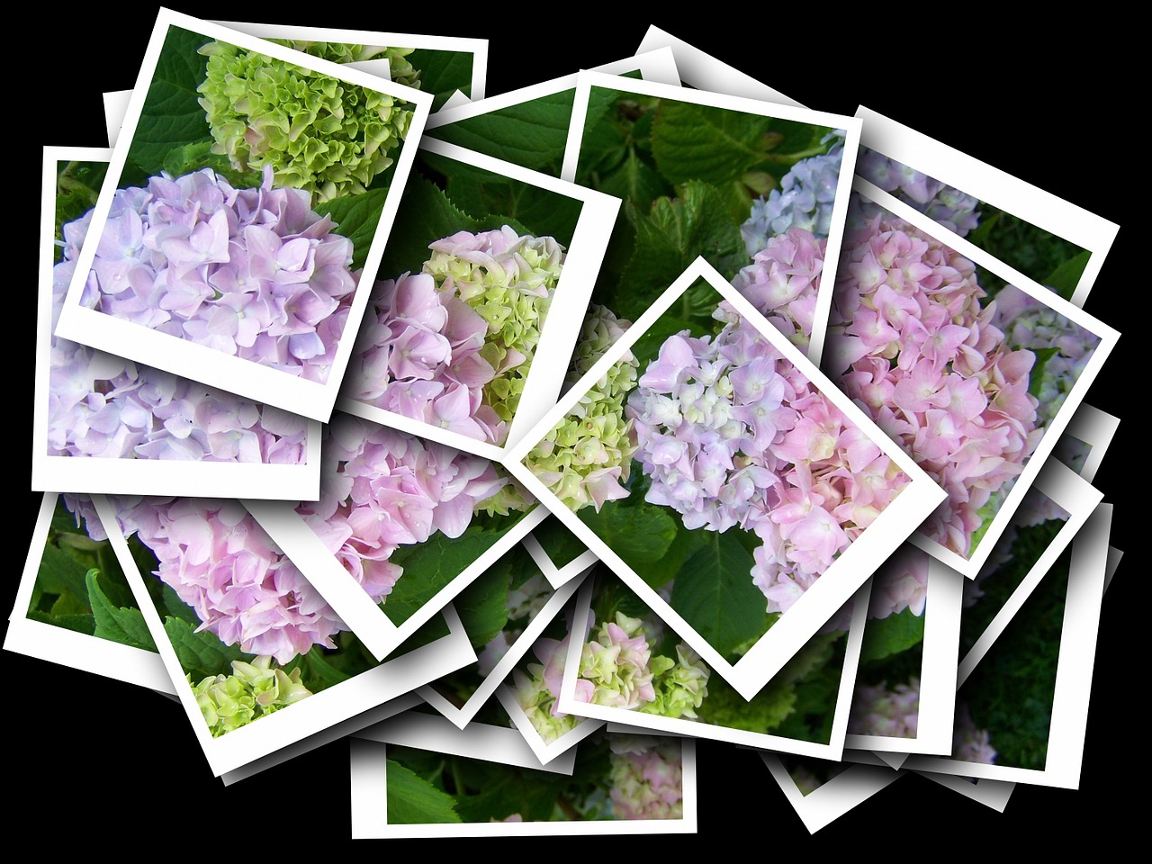 collage hydrangea pink free photo