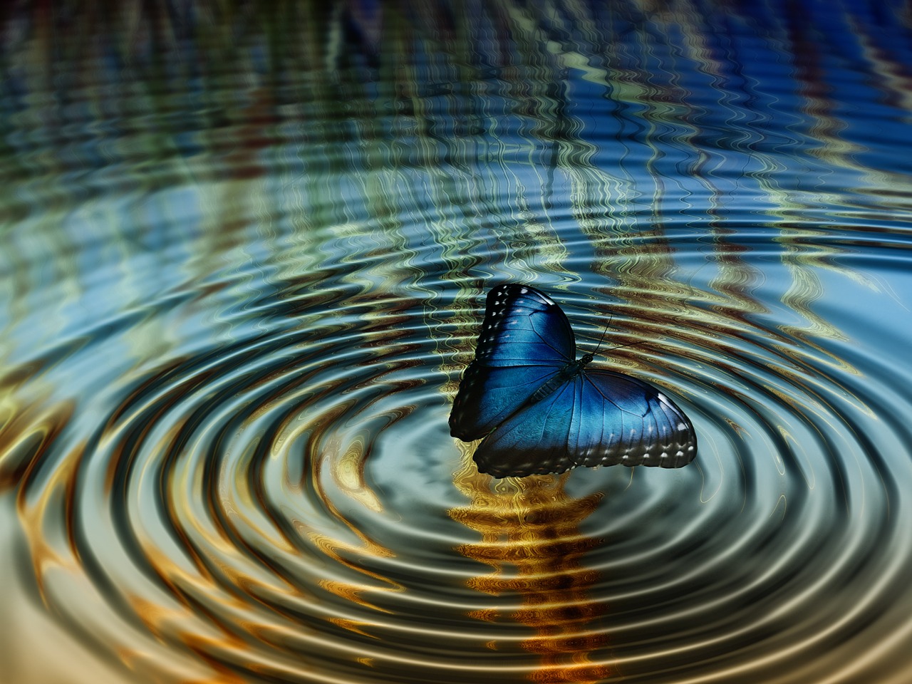 collage rings butterfly free photo