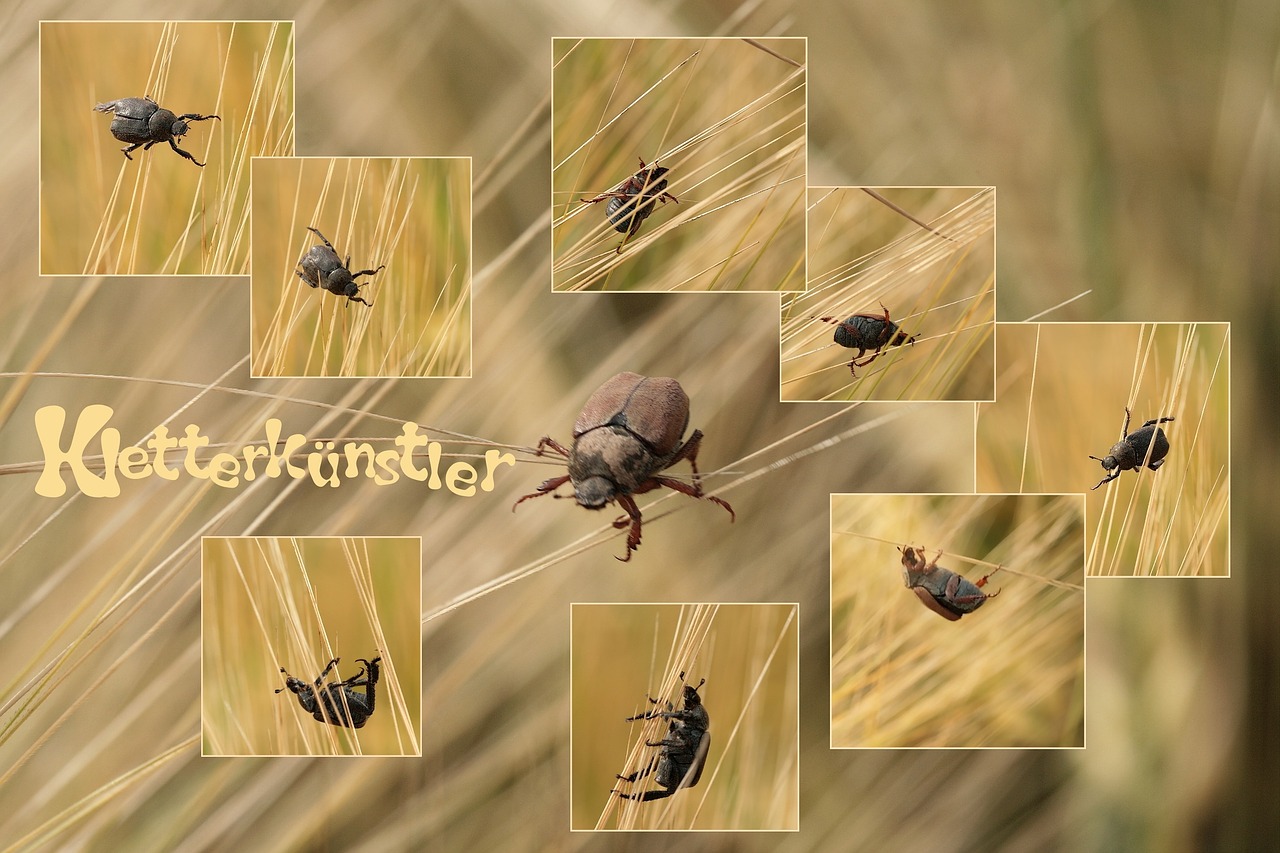 collage beetle grain free photo