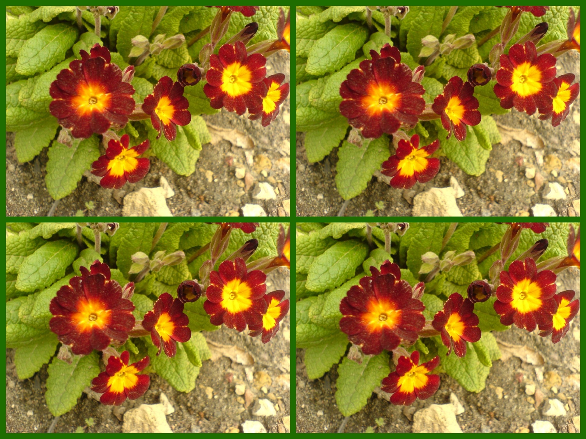 astronira collage flower free photo