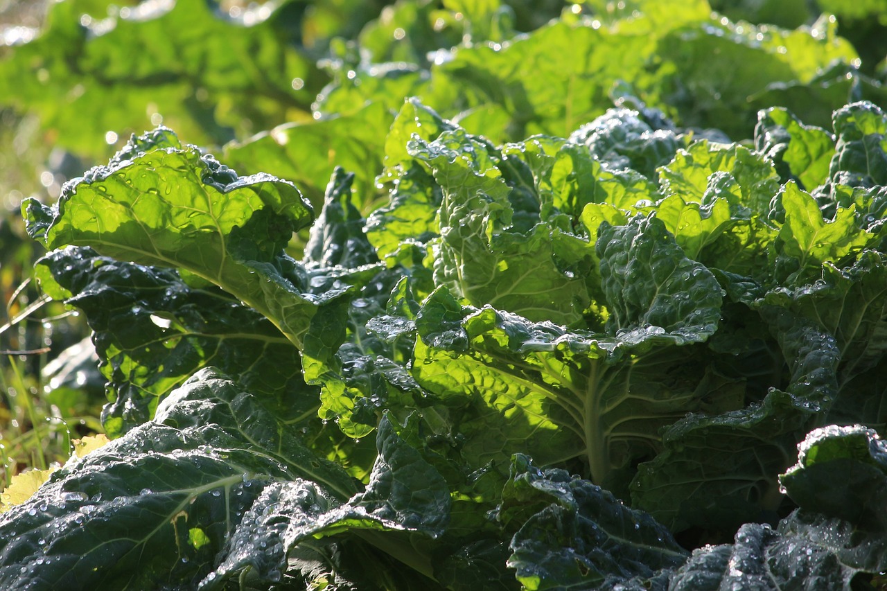 collard greens  leafy greens  veg free photo