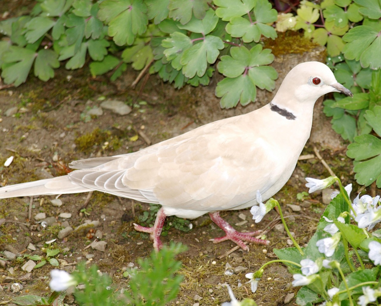 collared dove bird free photo