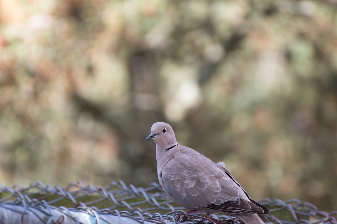 collared  nature  animal free photo