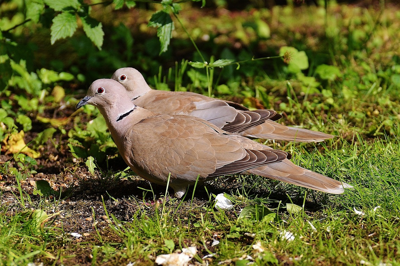collared pigeons lovebirds free photo