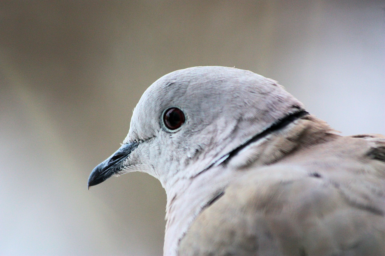 collared dove dove bird free photo