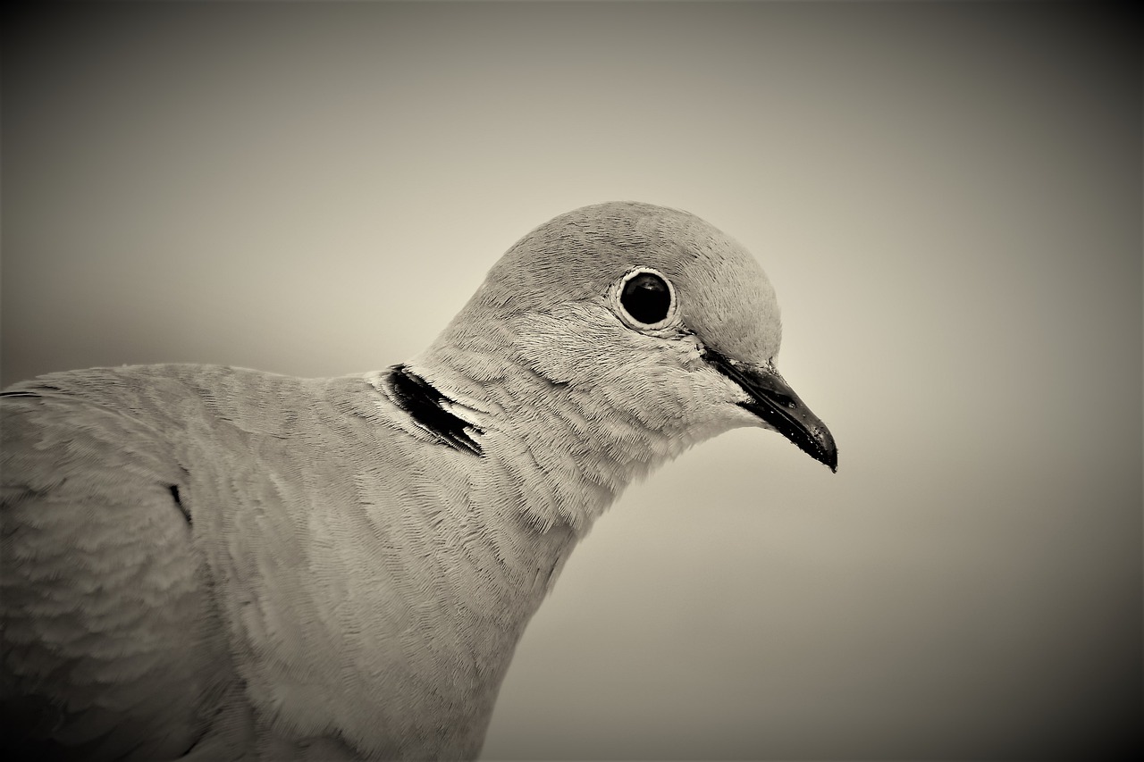 collared dove  bird  dove free photo