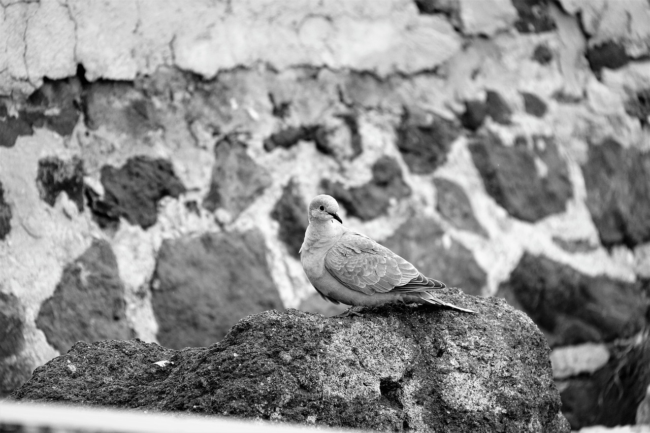 collared dove  birds  dove free photo