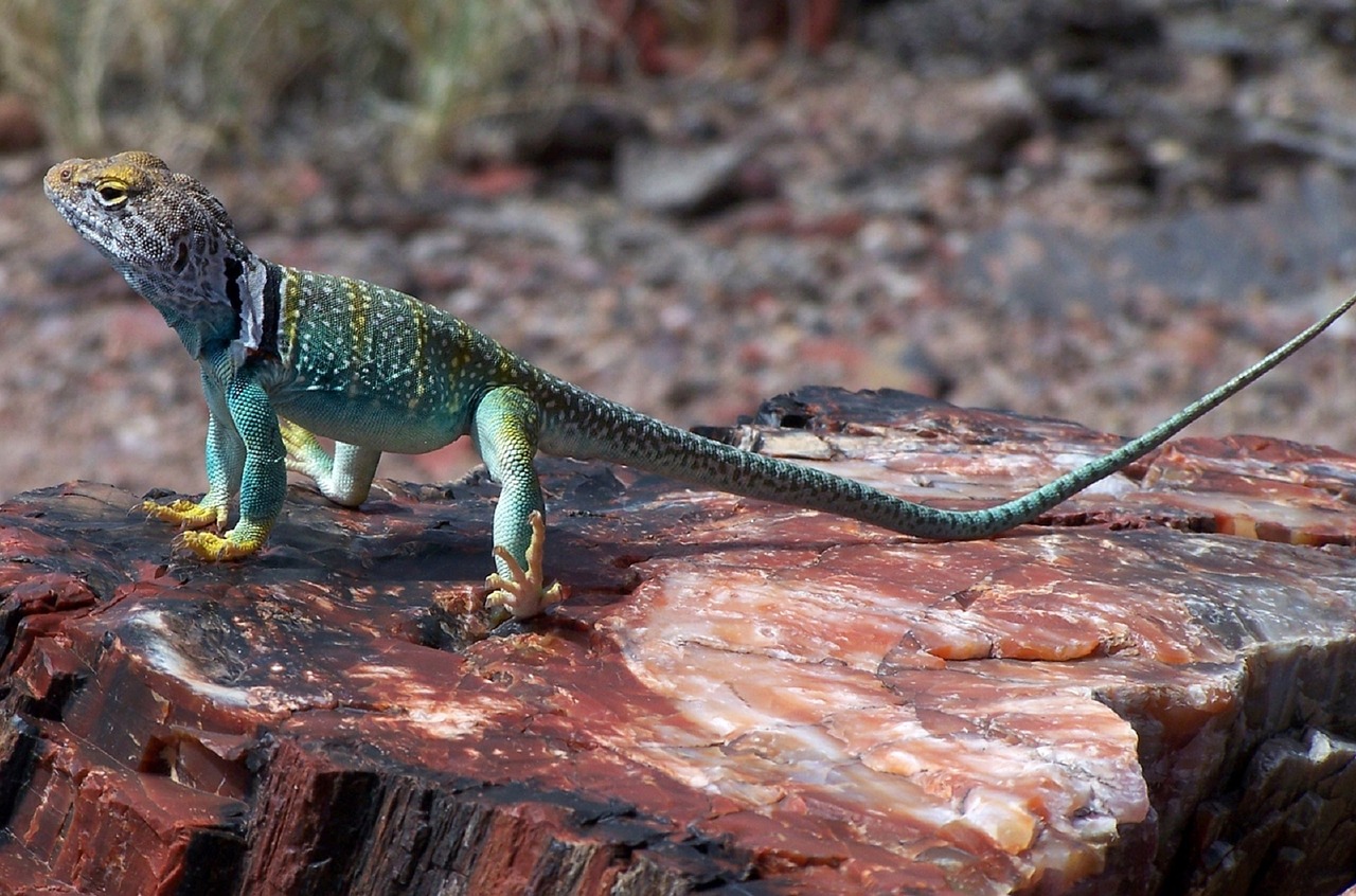 collared lizard reptile portrait free photo