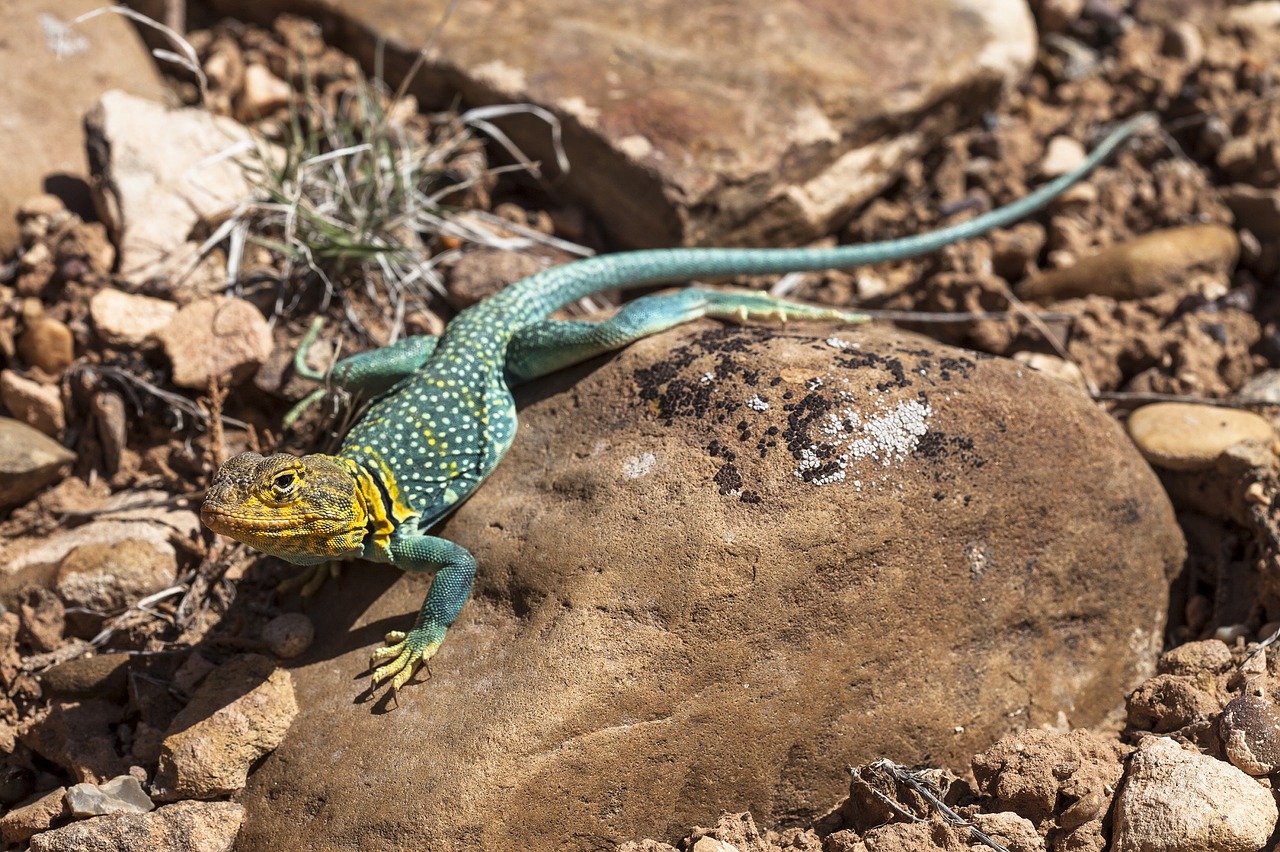 collared lizard reptile portrait free photo