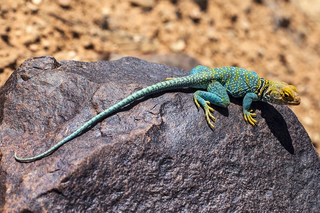 collared lizard reptile portrait free photo