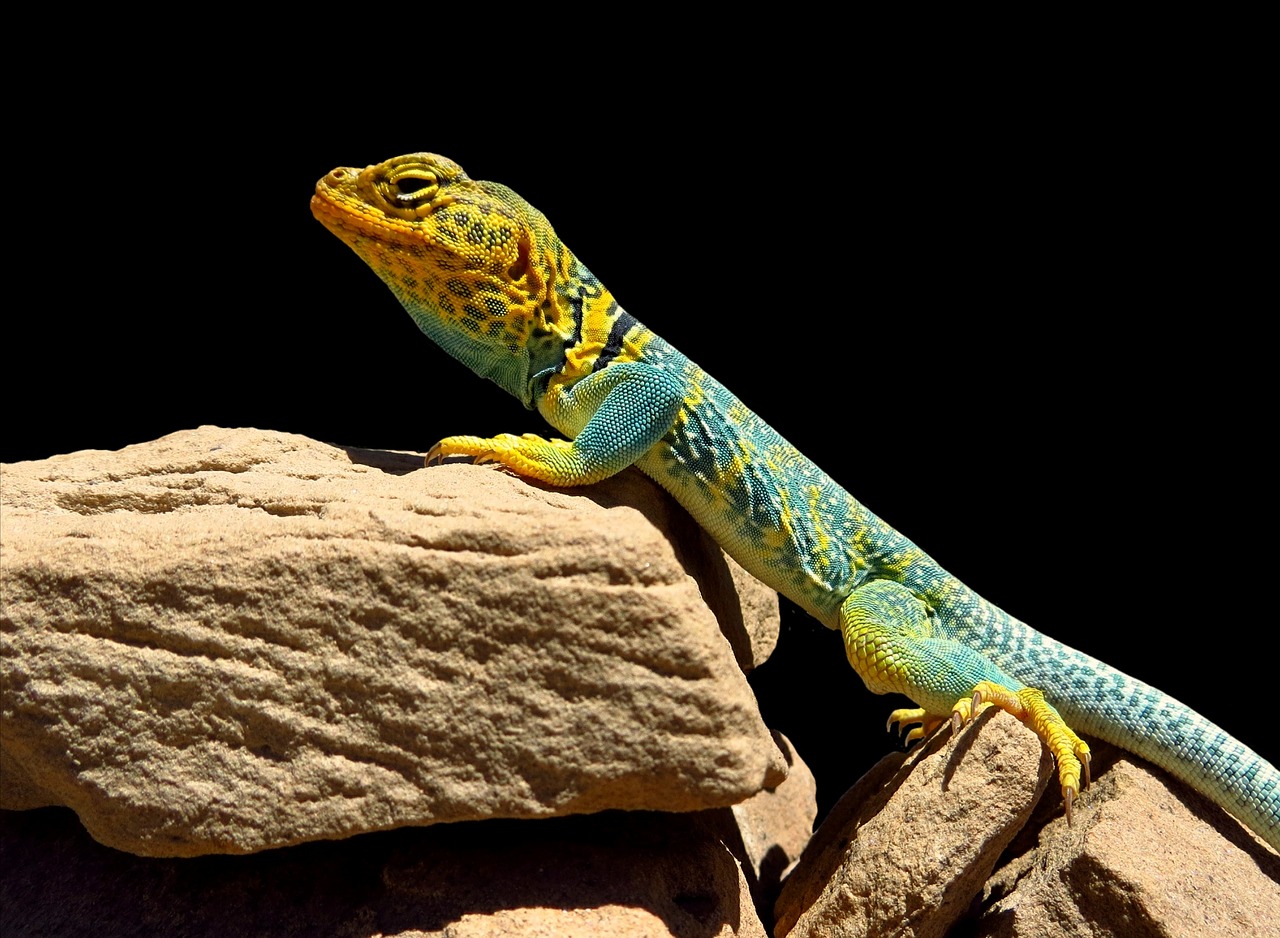 collared lizard reptile portrait free photo