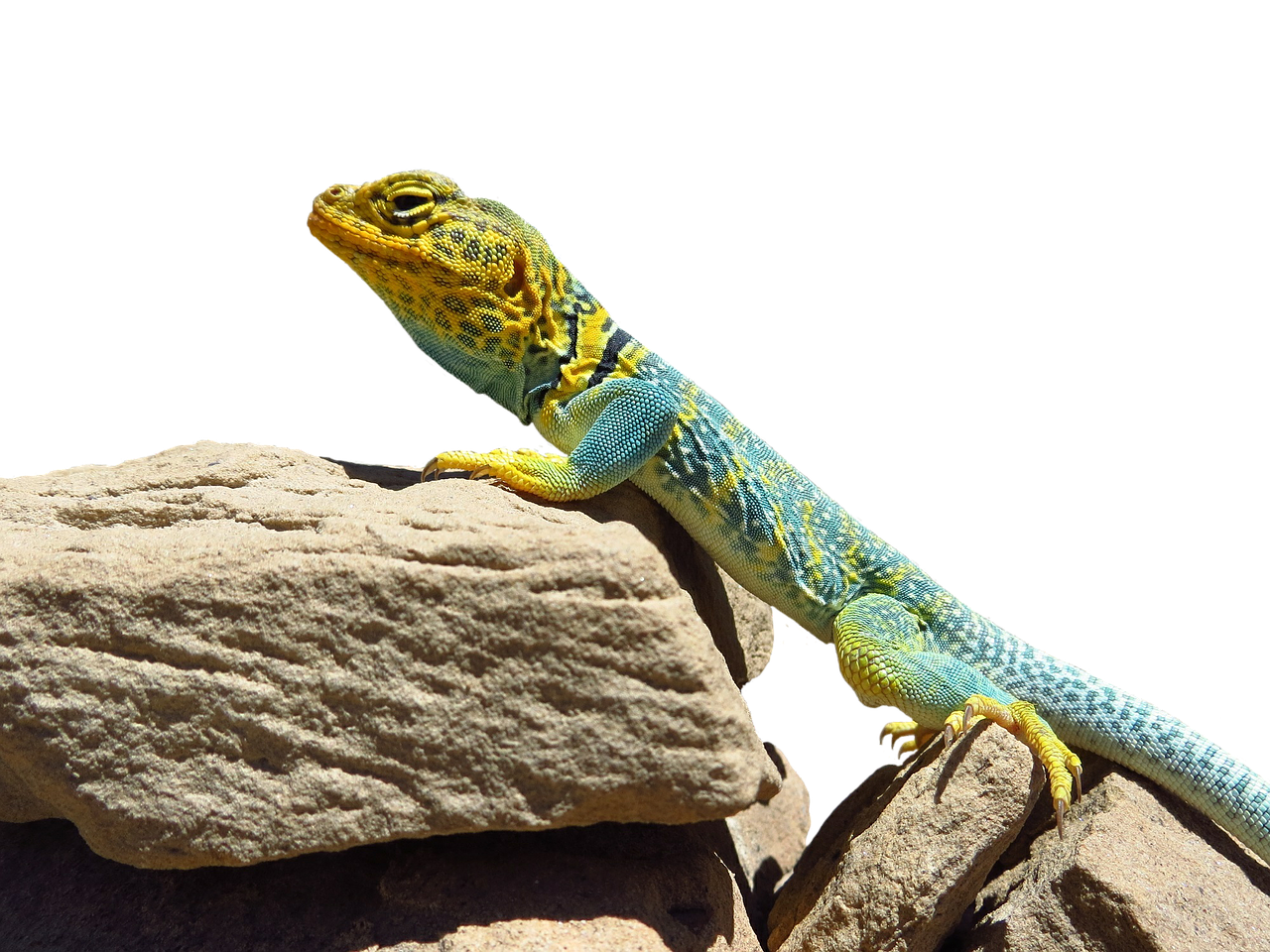 collared lizard reptile portrait free photo